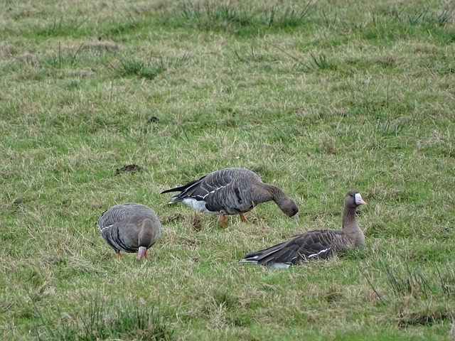 转会的决定 转会的决定
